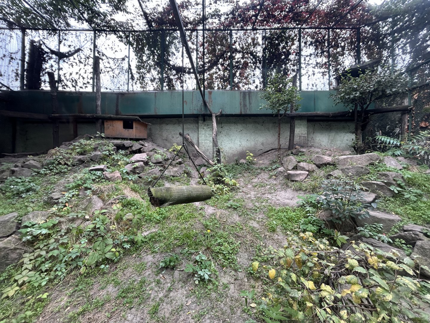 Pallas’ Cat Exhibit