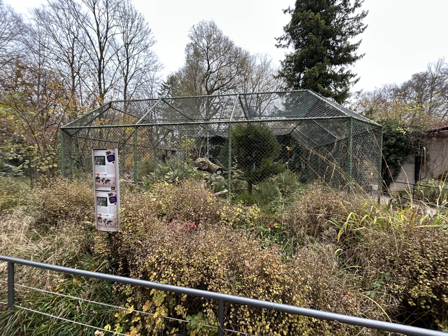Pallas’ Cat Exhibit