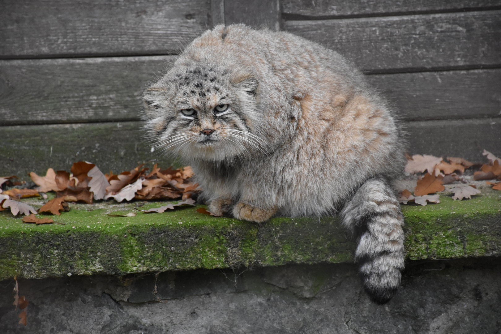 Palla's cat (Grumpy cat)