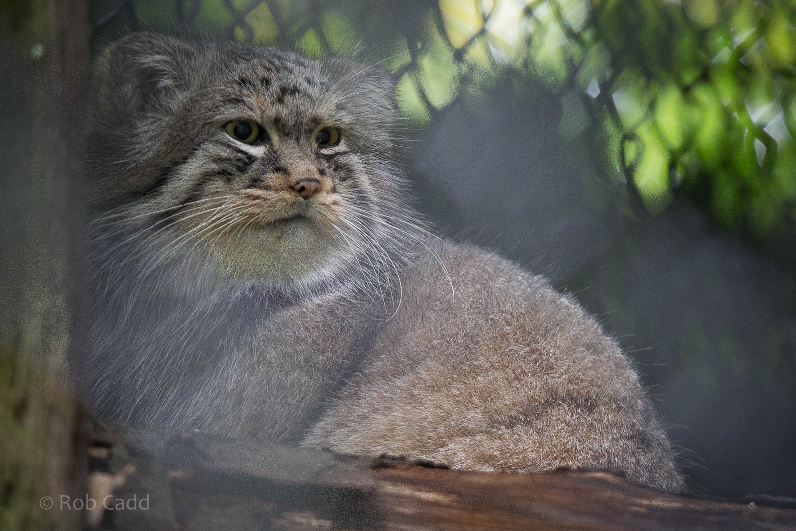 Pallas cat : Howletts : 14 Oct 2014