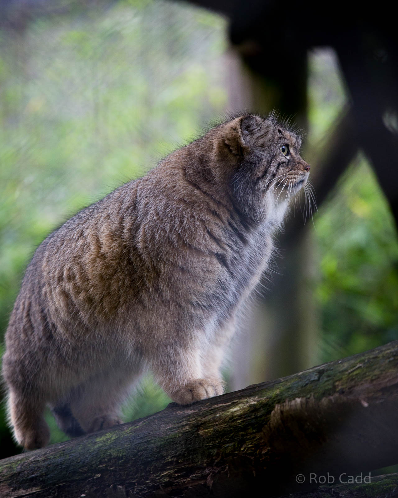 Pallas cat : Howletts : 16 Oct 2014