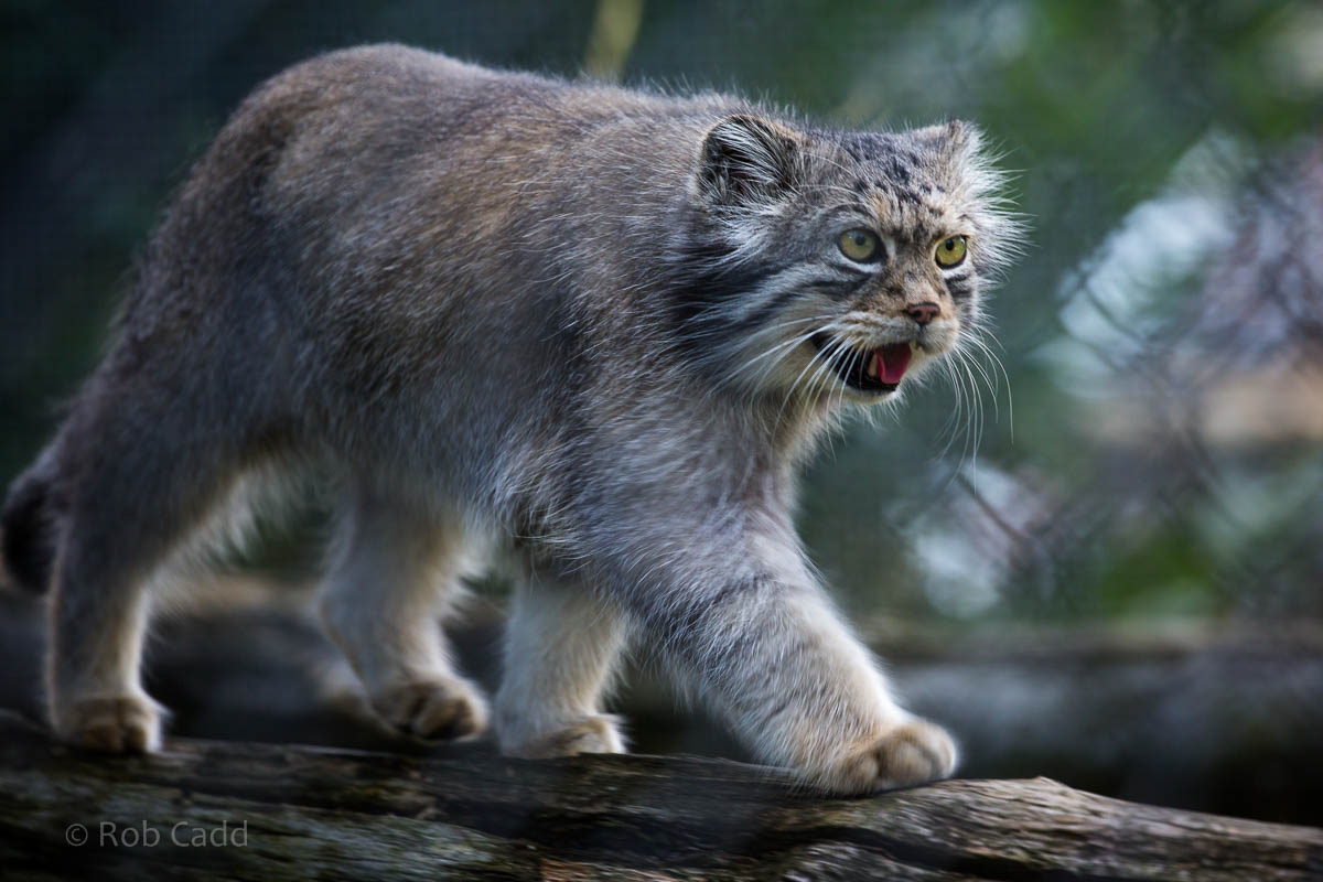 Pallas cat : Howletts : 28 Aug 2015