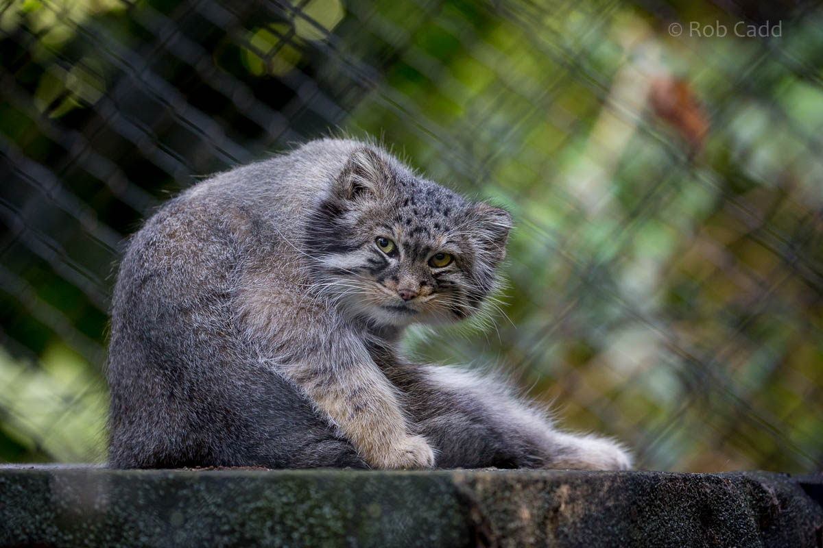 Pallas cat : Howletts : 28 Aug 2015
