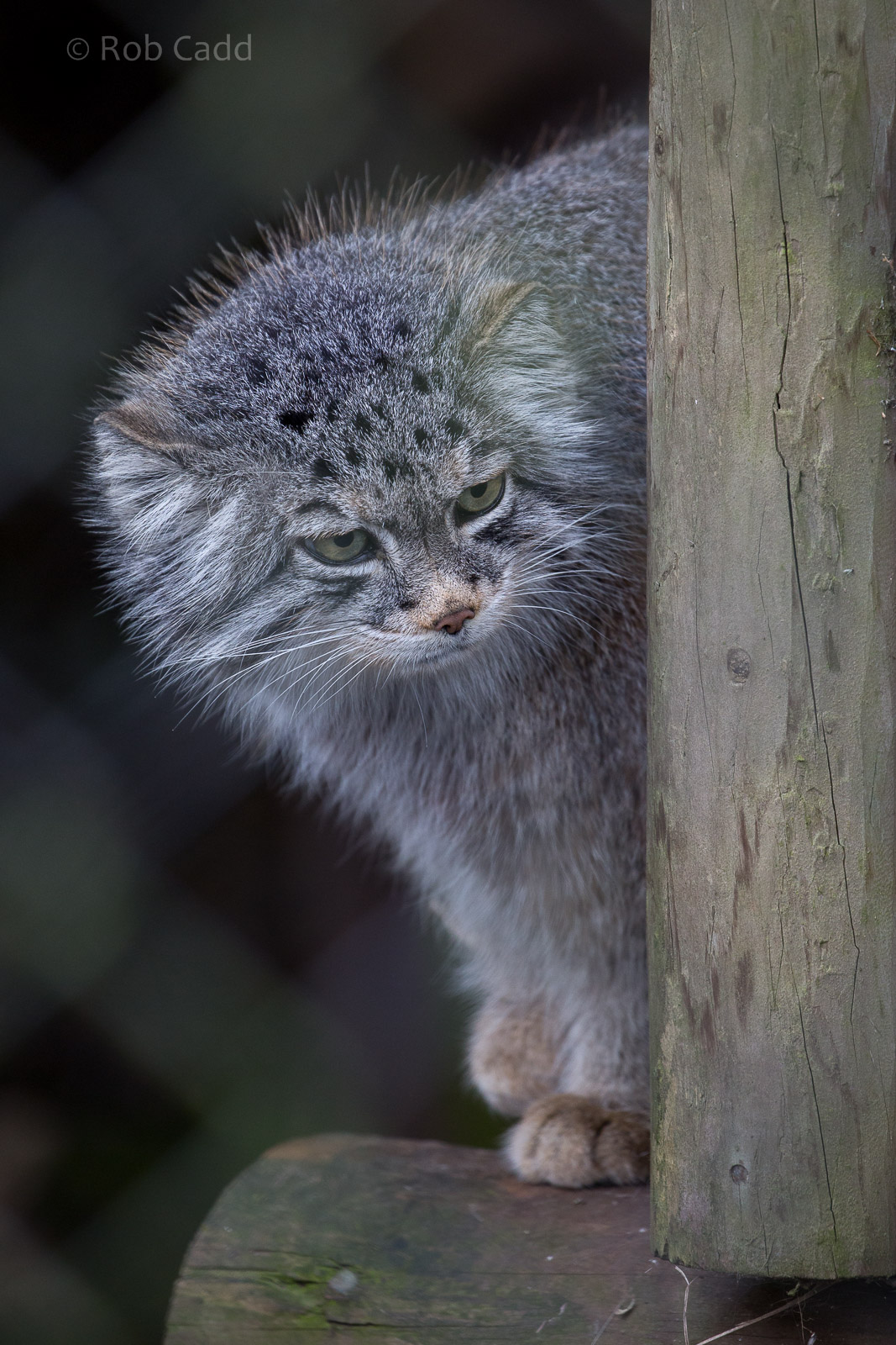 Pallas cat : Howletts : 30 Mar 2015