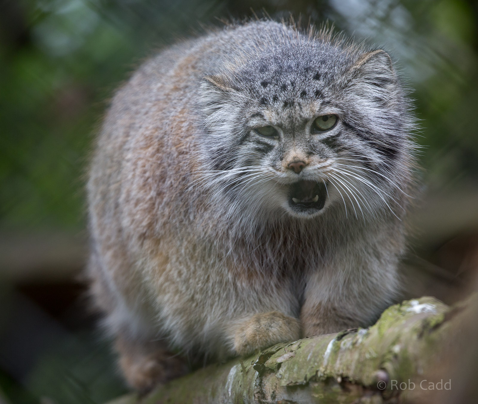 Pallas cat : Howletts : 30 Mar 2015