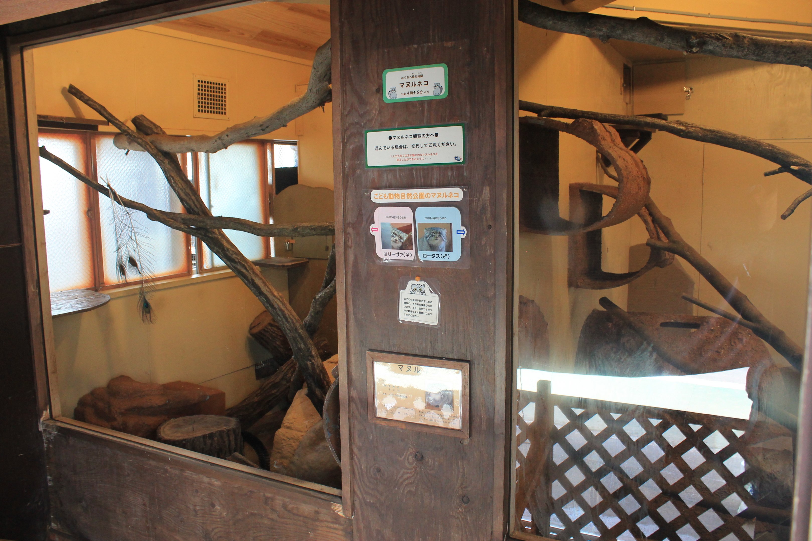 Pallas' Cat indoor enclosure - Saitama Childrens Zoo