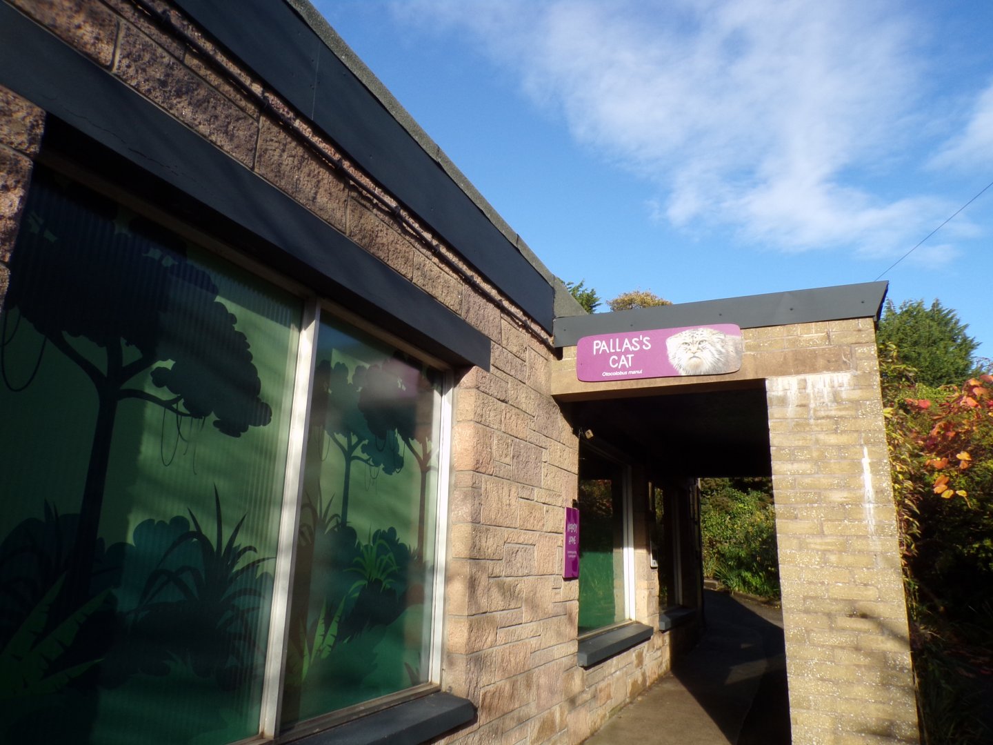 Pallas cat indoor viewing 17.10.24