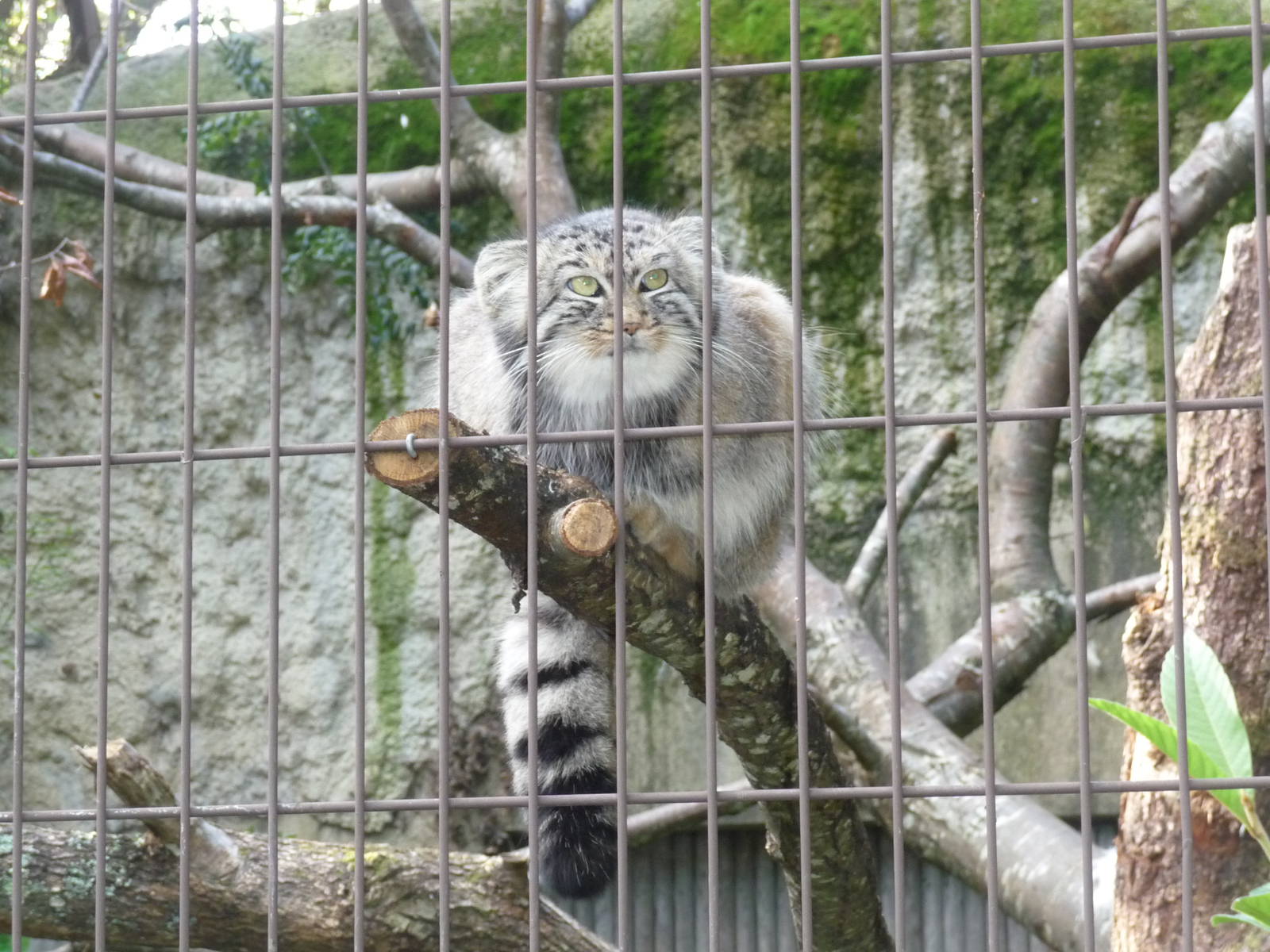 pallas cat jardin des plantes