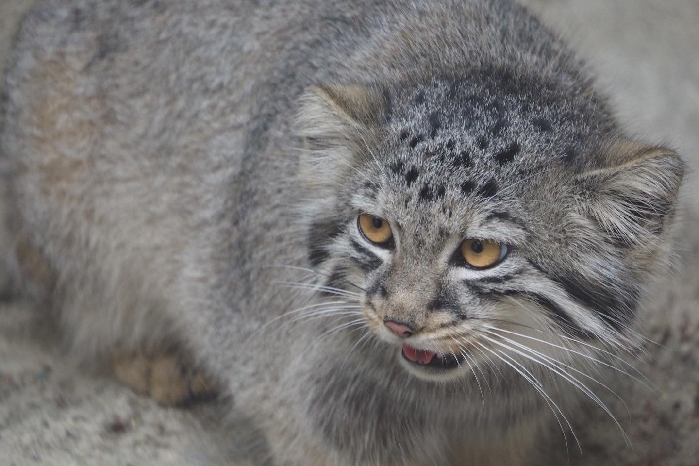 Pallas cat kitten