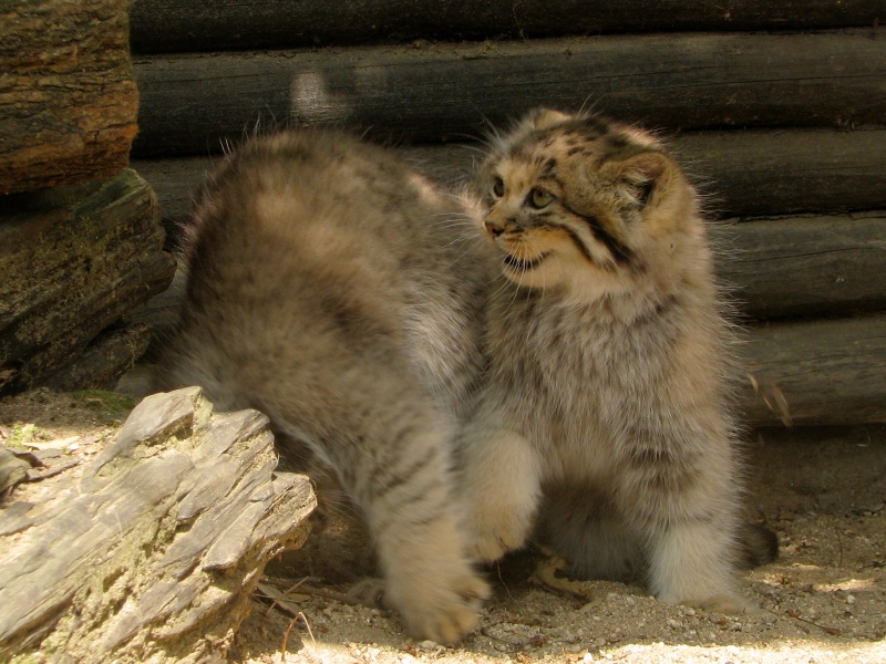 Pallas' cat kittens @ Zoo Jihlava
