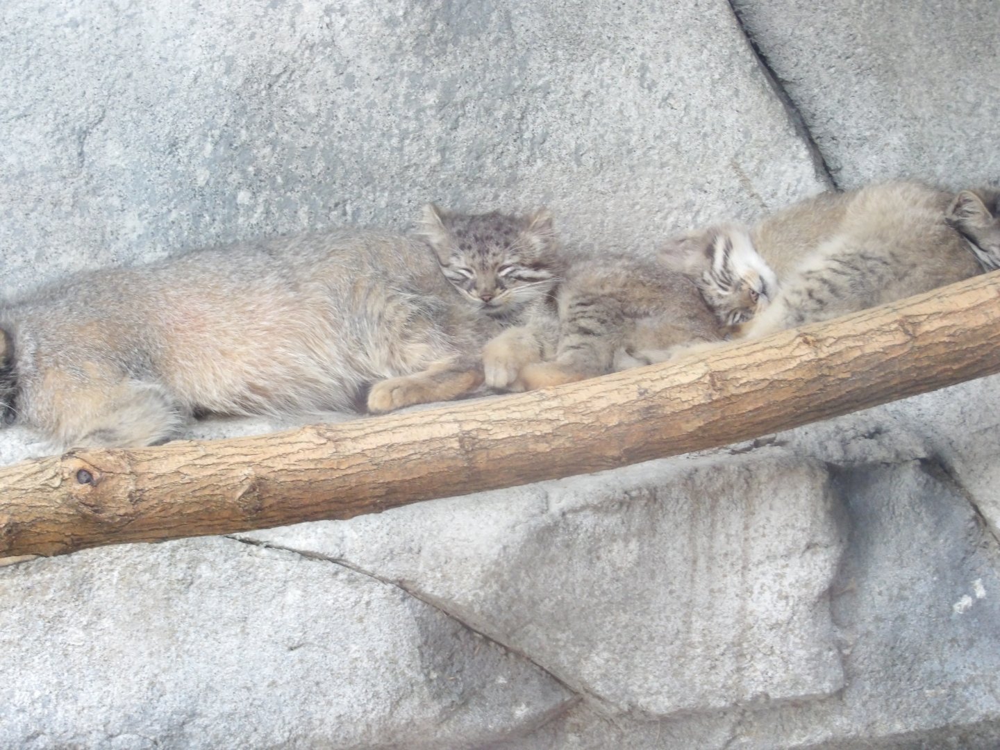 Pallas Cat Kittens