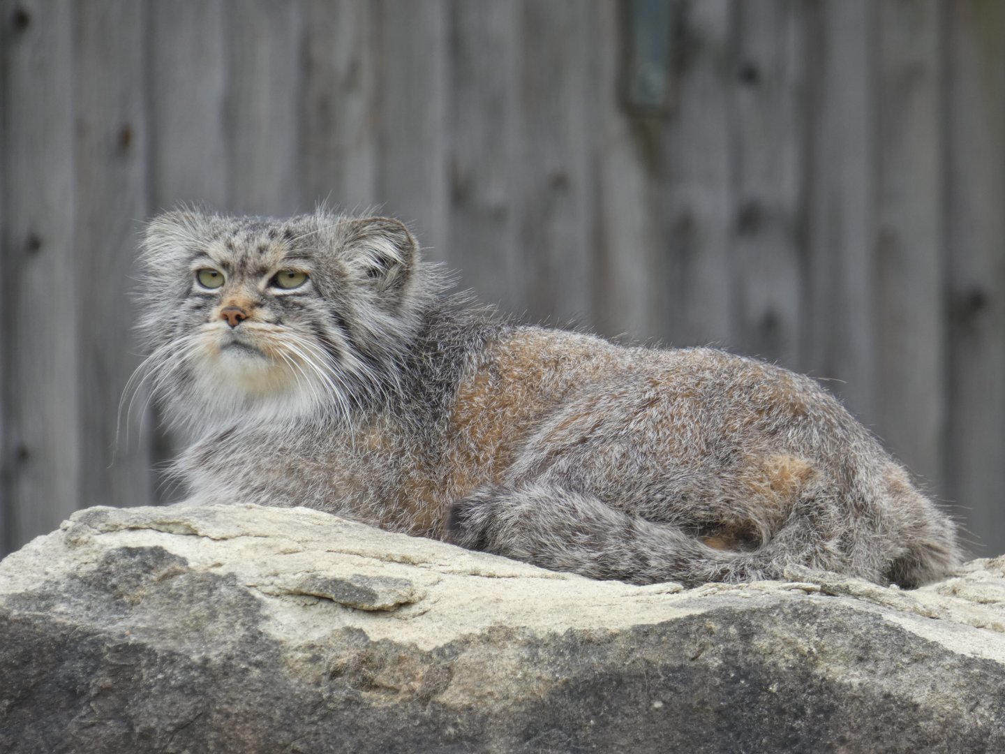 Pallas' cat lying down