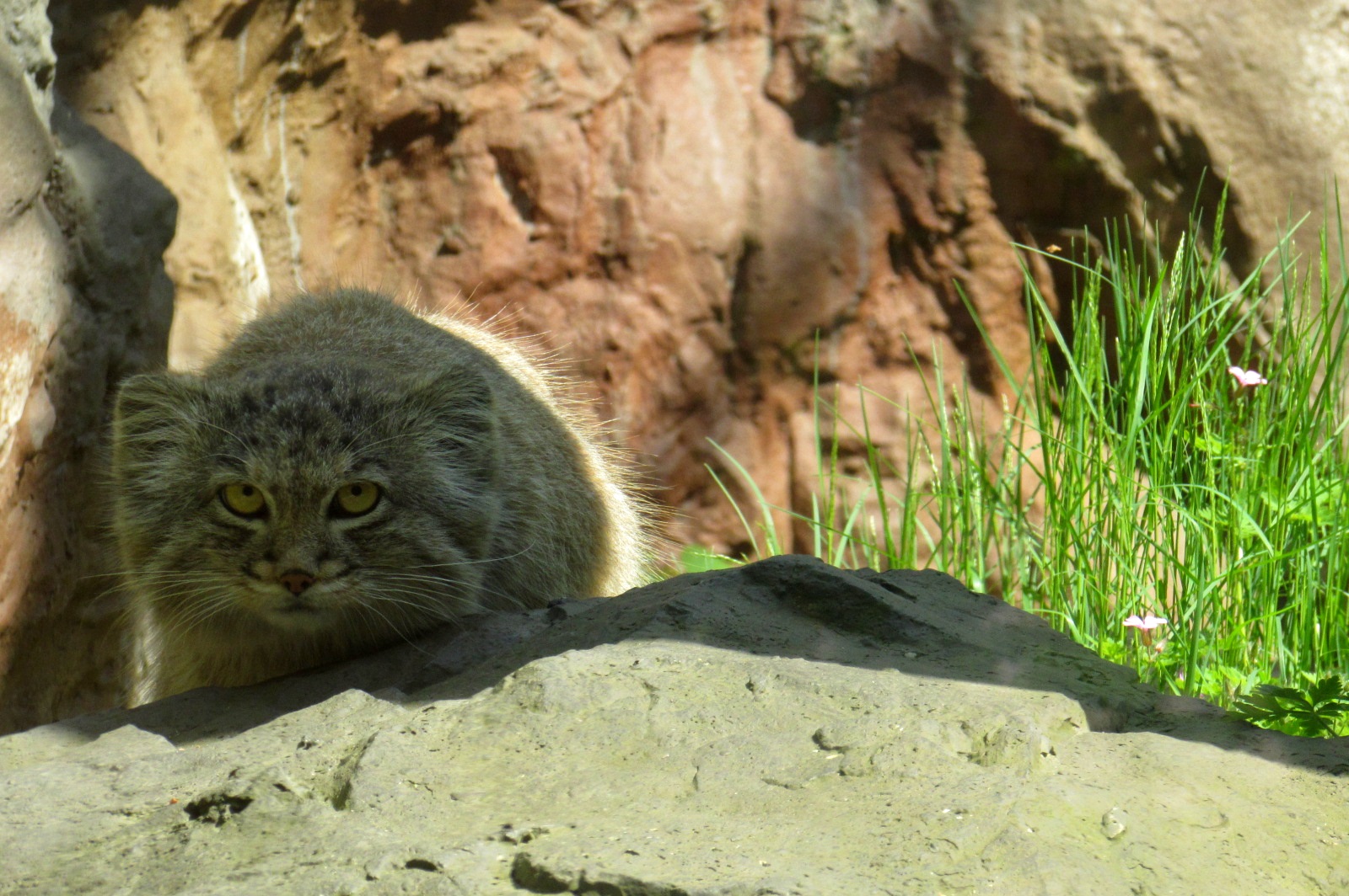 Pallas Cat (Manul) - 05/2015