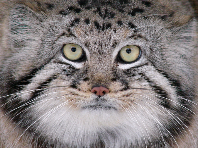 Pallas' Cat / Otocolobus manul manul (male)