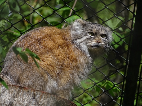 Pallas' cat (Otocolobus manul manul)