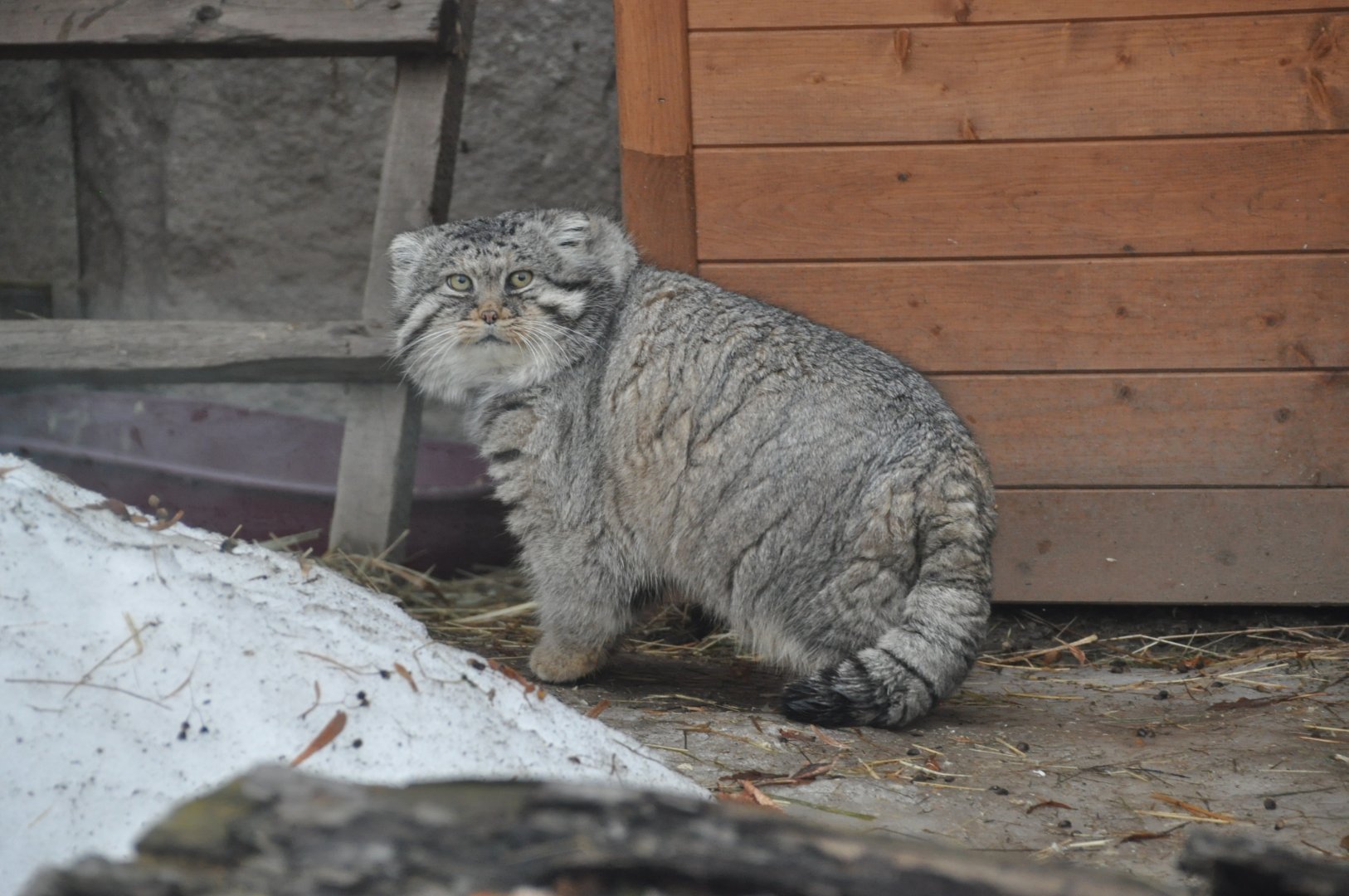 Pallas` cat  / Otocolobus manul /