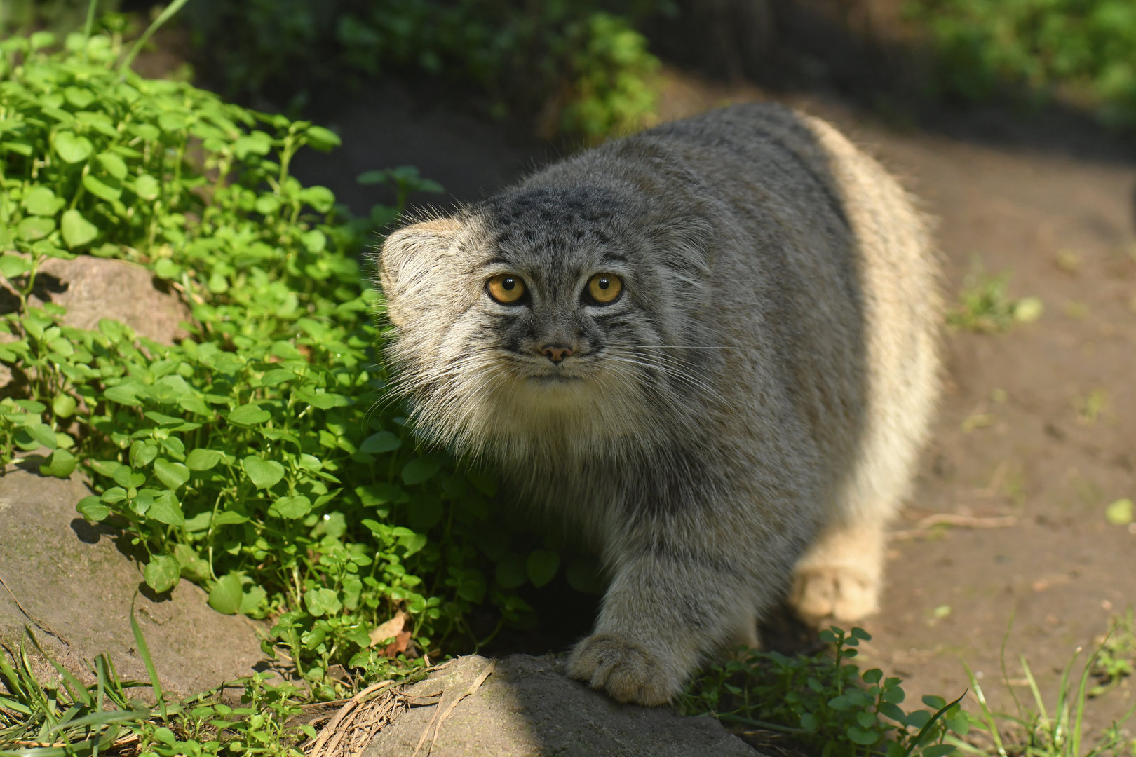 Pallas' cat (Otocolobus manul)