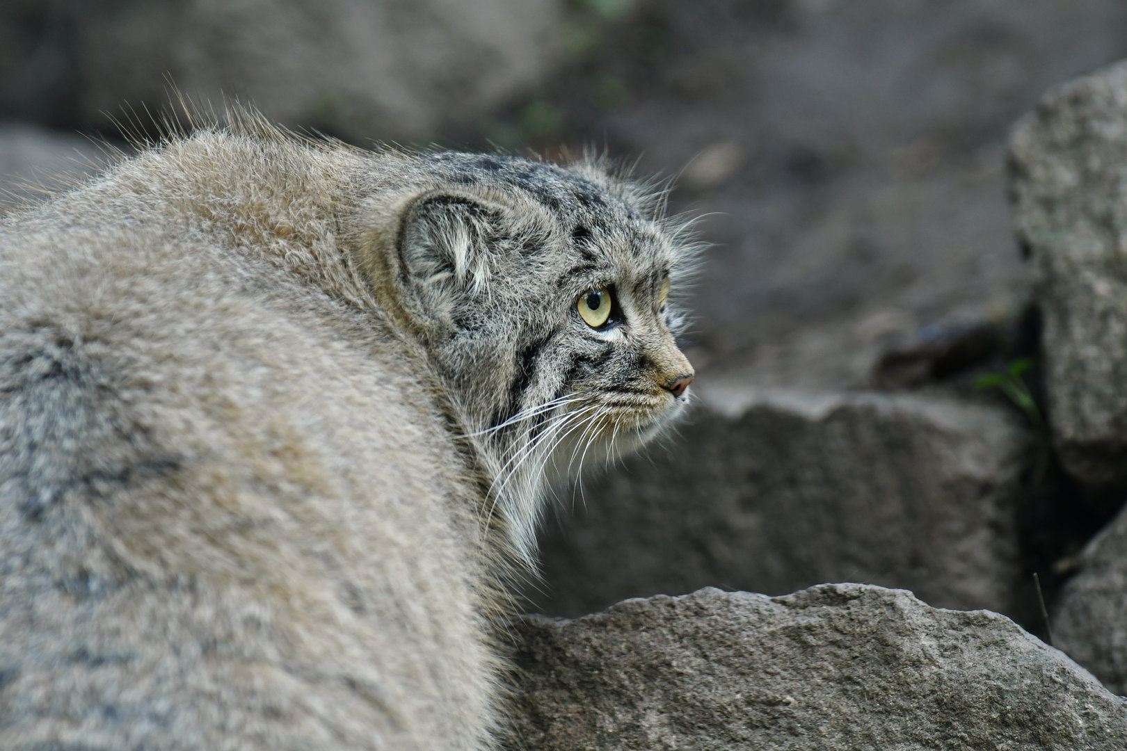 Pallas' cat (Otocolobus manul)
