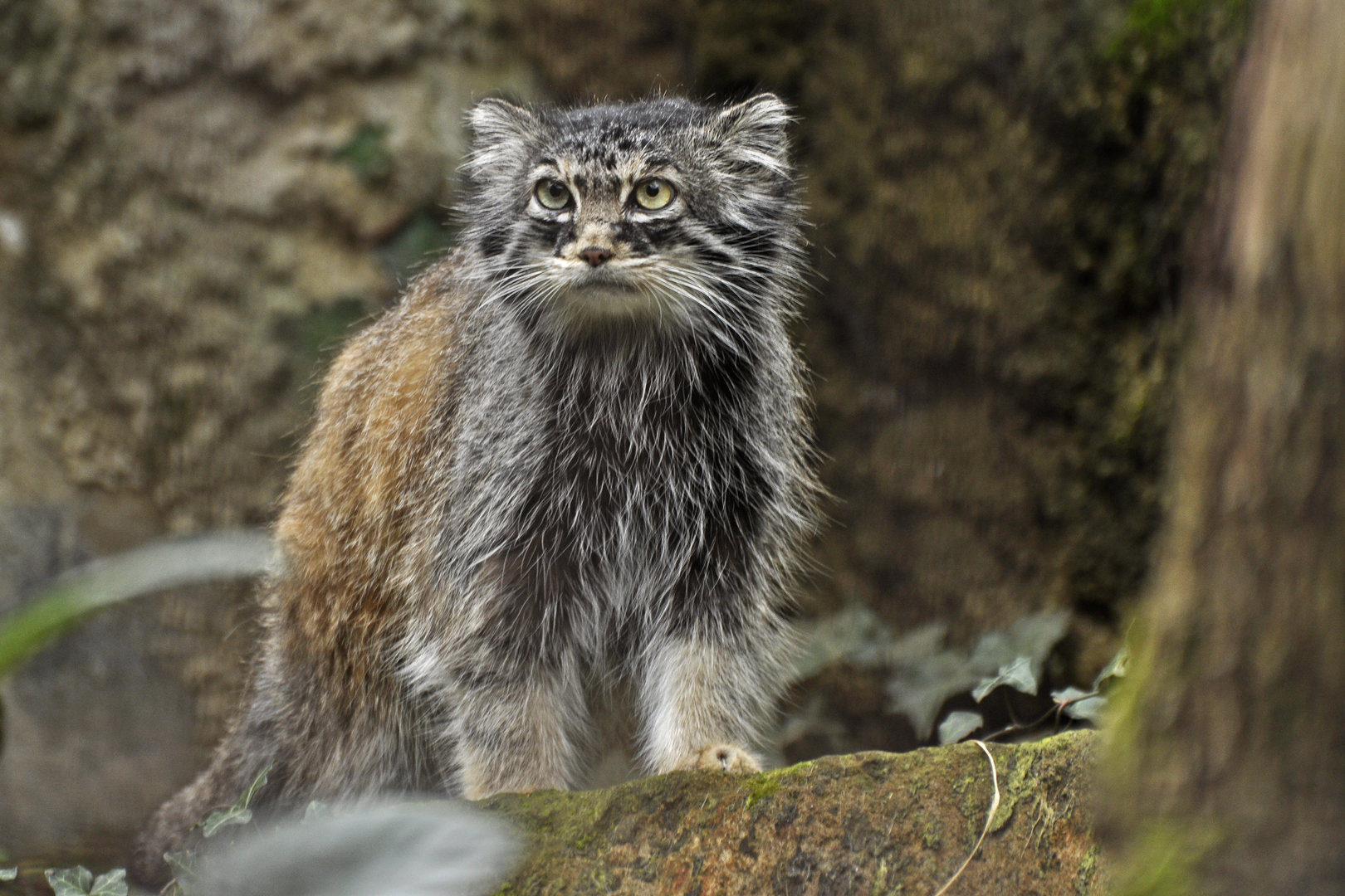 Pallas' cat (Otocolobus manul)