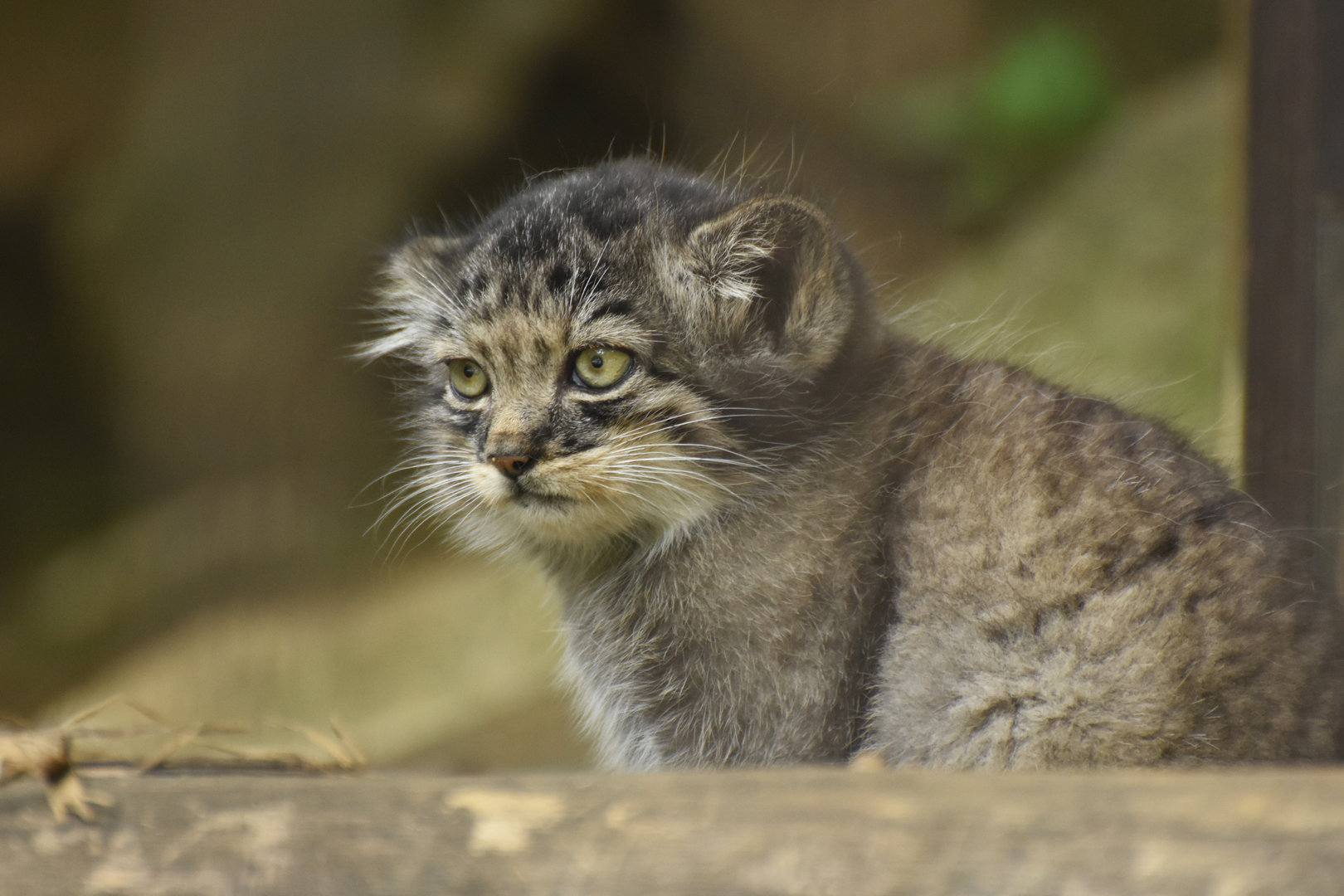 Pallas' cat (Otocolobus manul)