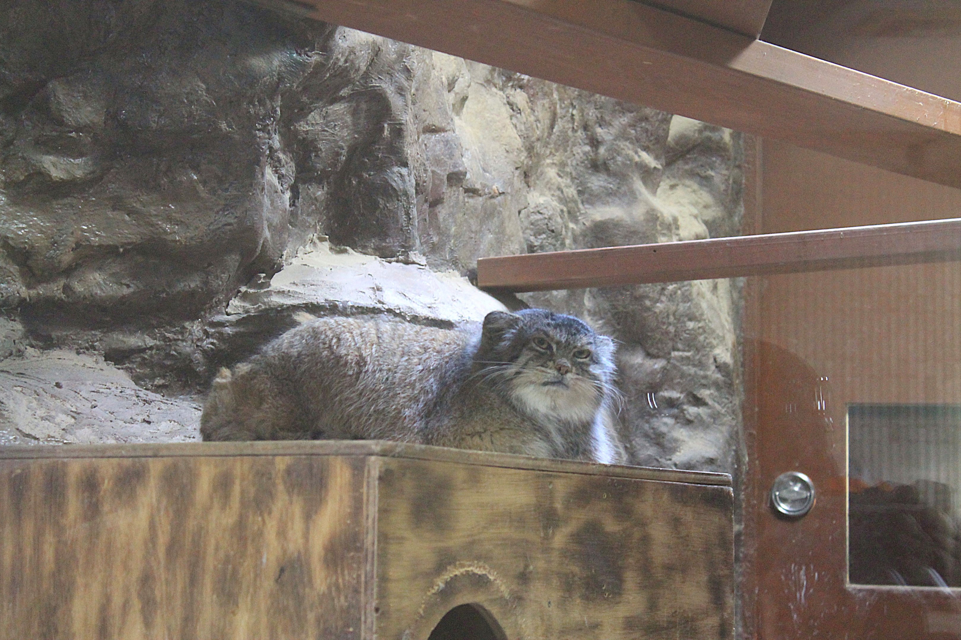 Pallas' Cat (Otocolobus manul)