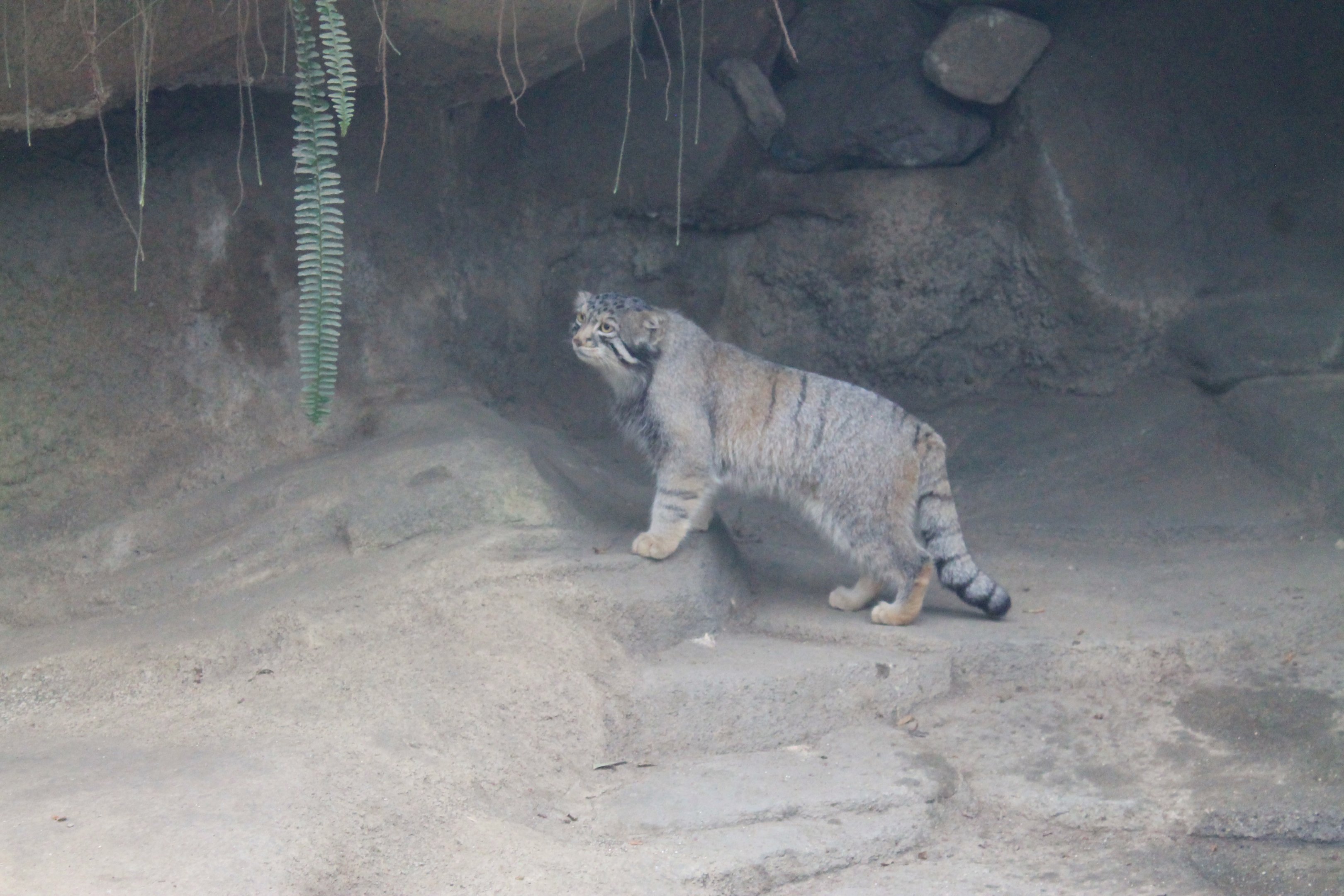 Pallas' Cat (Otocolobus manul)