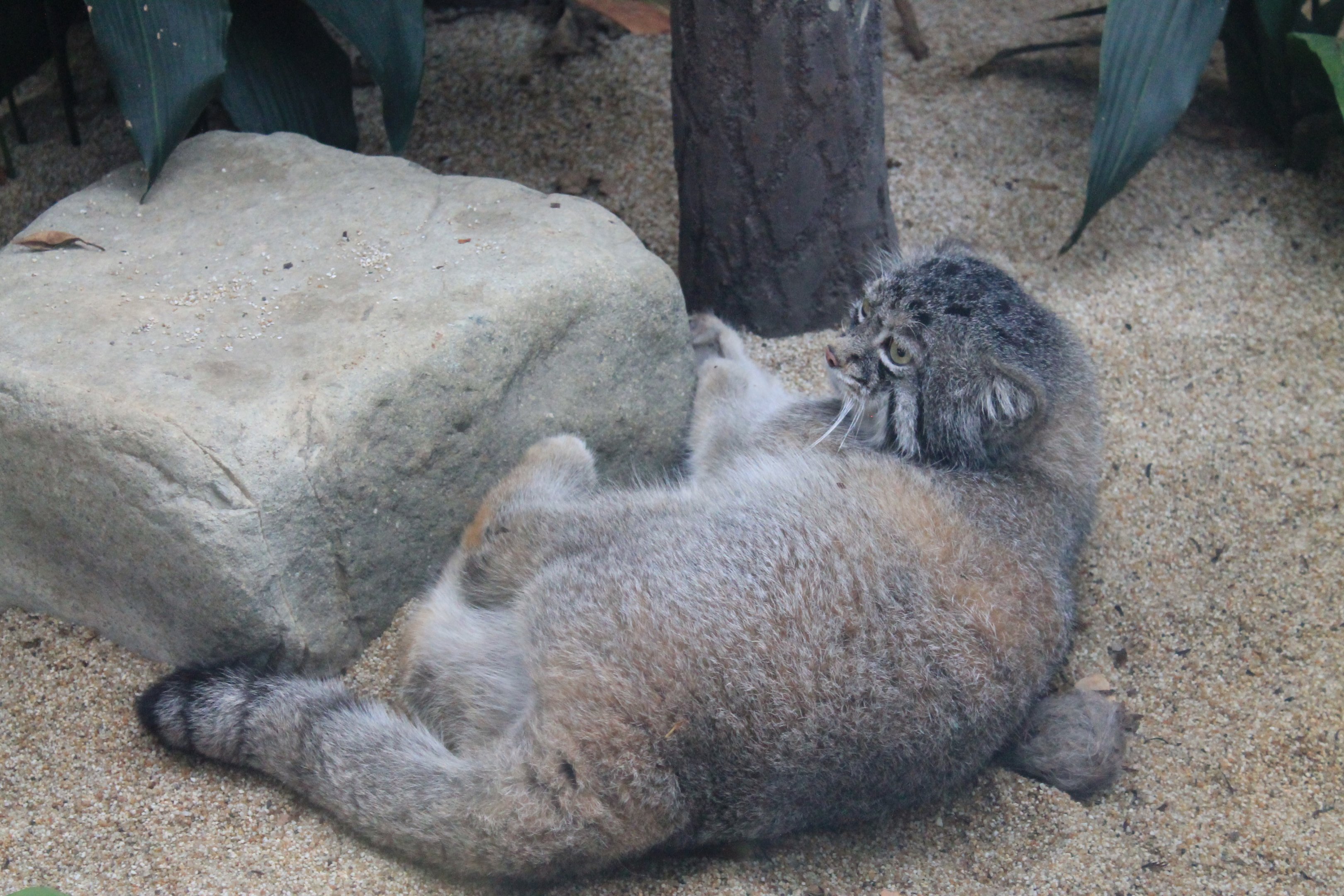 Pallas' Cat (Otocolobus manul)