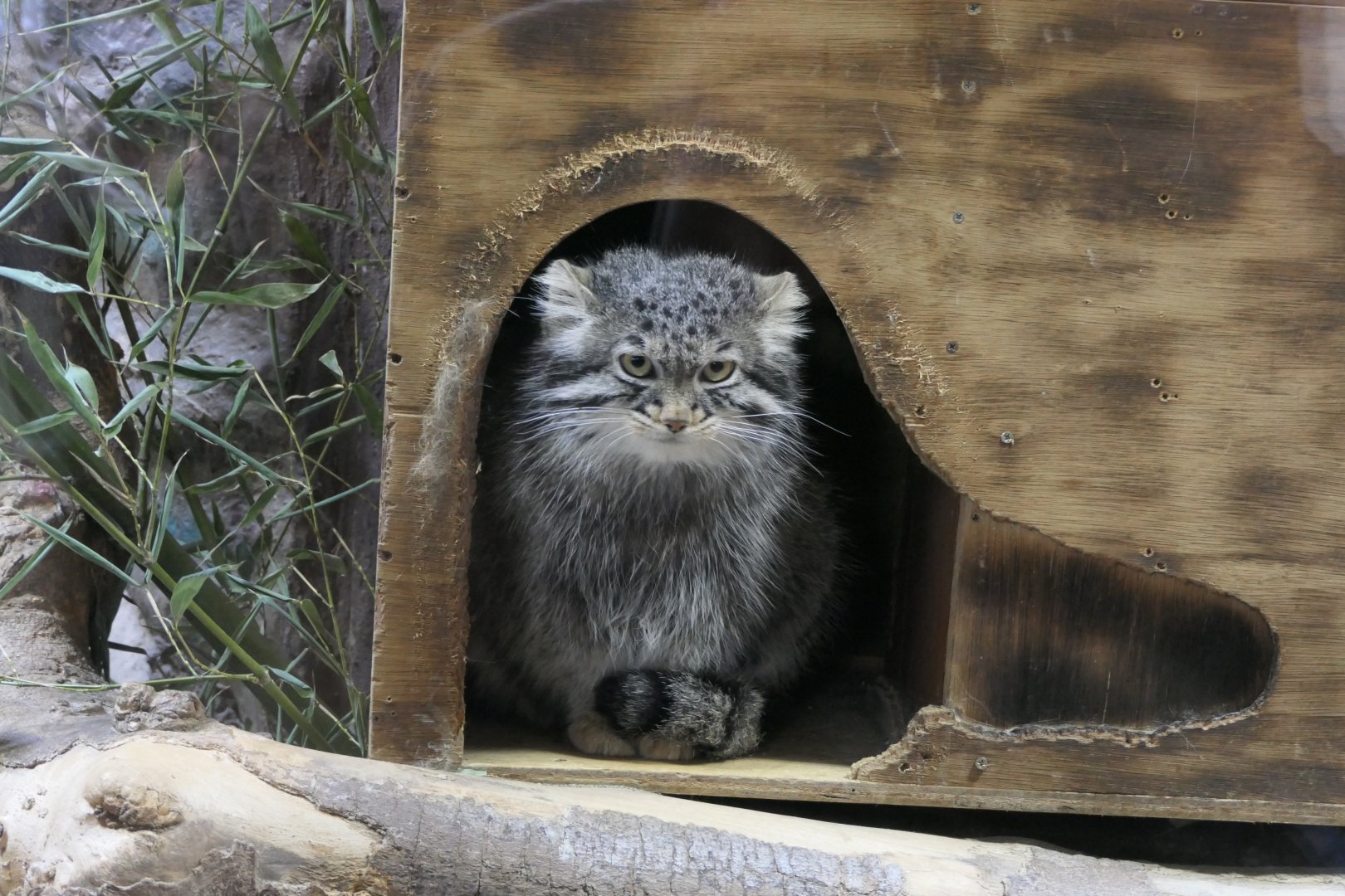 Pallas Cat (Otocolobus manul)