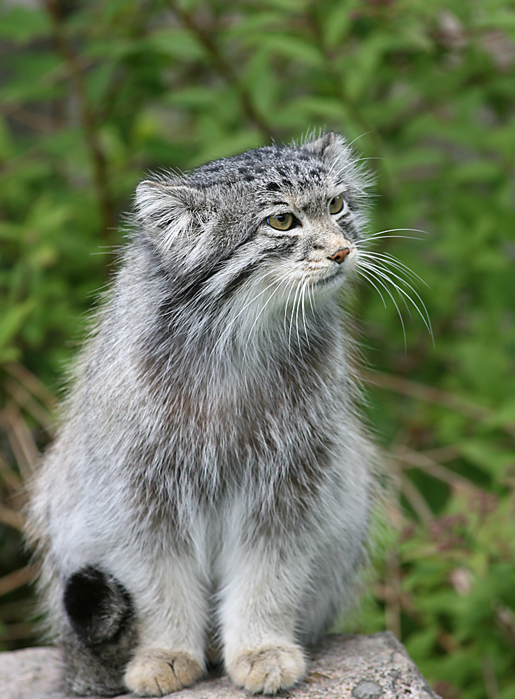 Pallas' cat (Otocolobus manul)