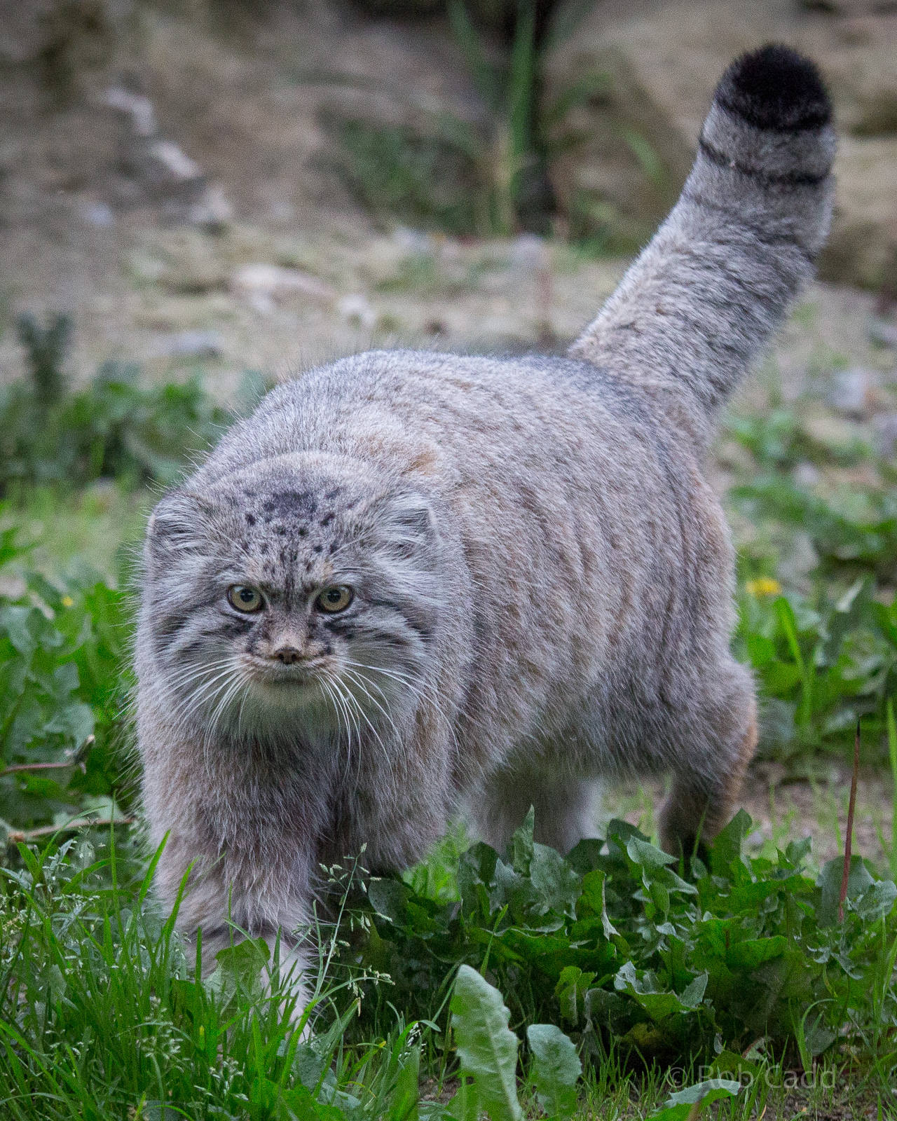 Pallas cat : Port Lympne : 14 Oct 2014