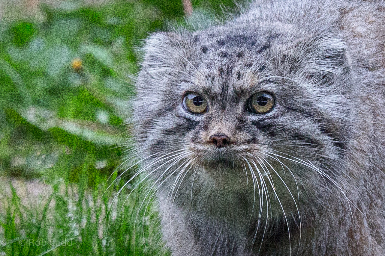 Pallas cat : Port Lympne : 14 Oct 2014