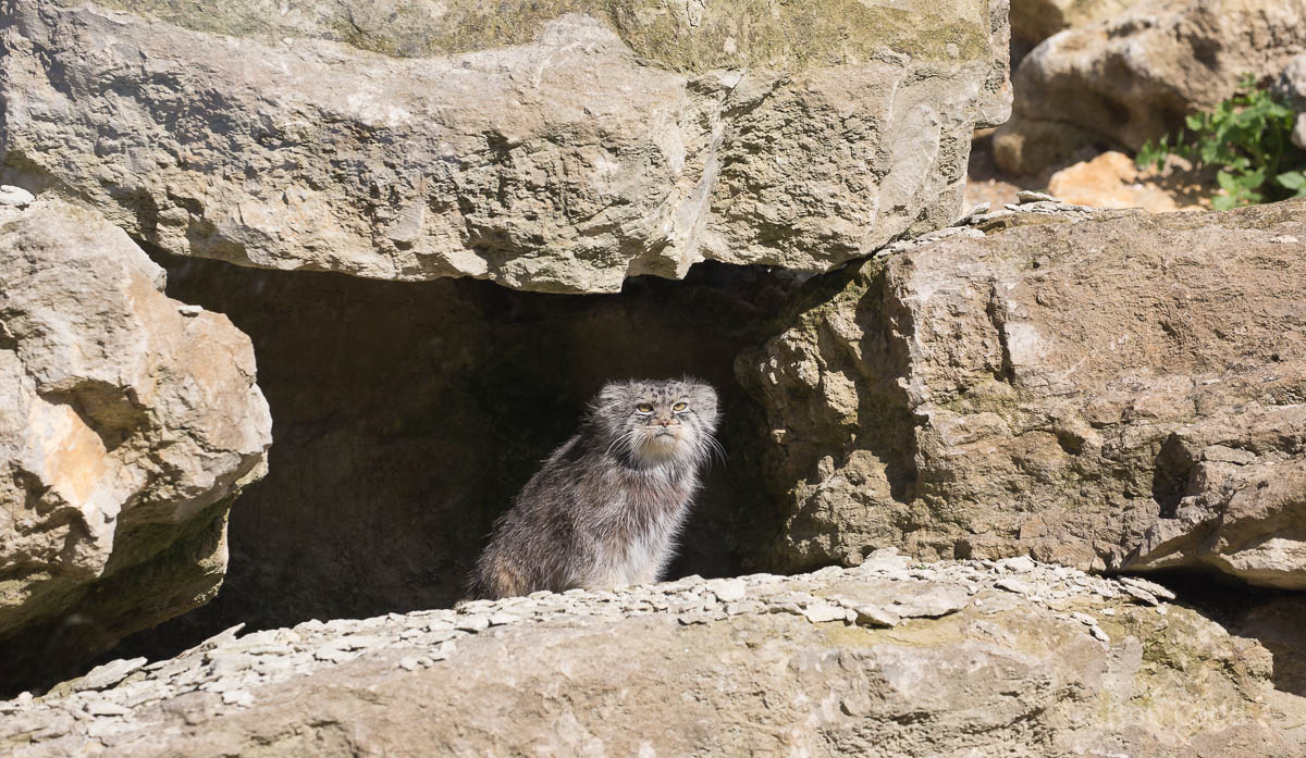 Pallas cat : Port Lympne : 29 Aug 2015