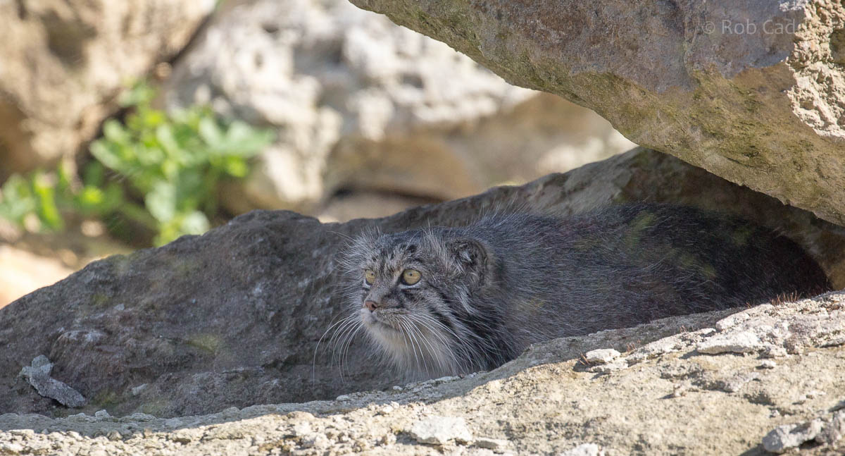 Pallas cat : Port Lympne : 29 Aug 2015