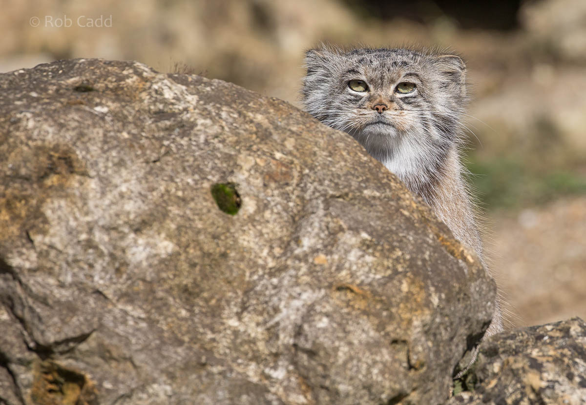 Pallas cat : Port Lympne : 29 Aug 2015
