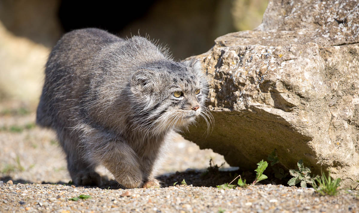 Pallas cat : Port Lympne : 29 Aug 2015