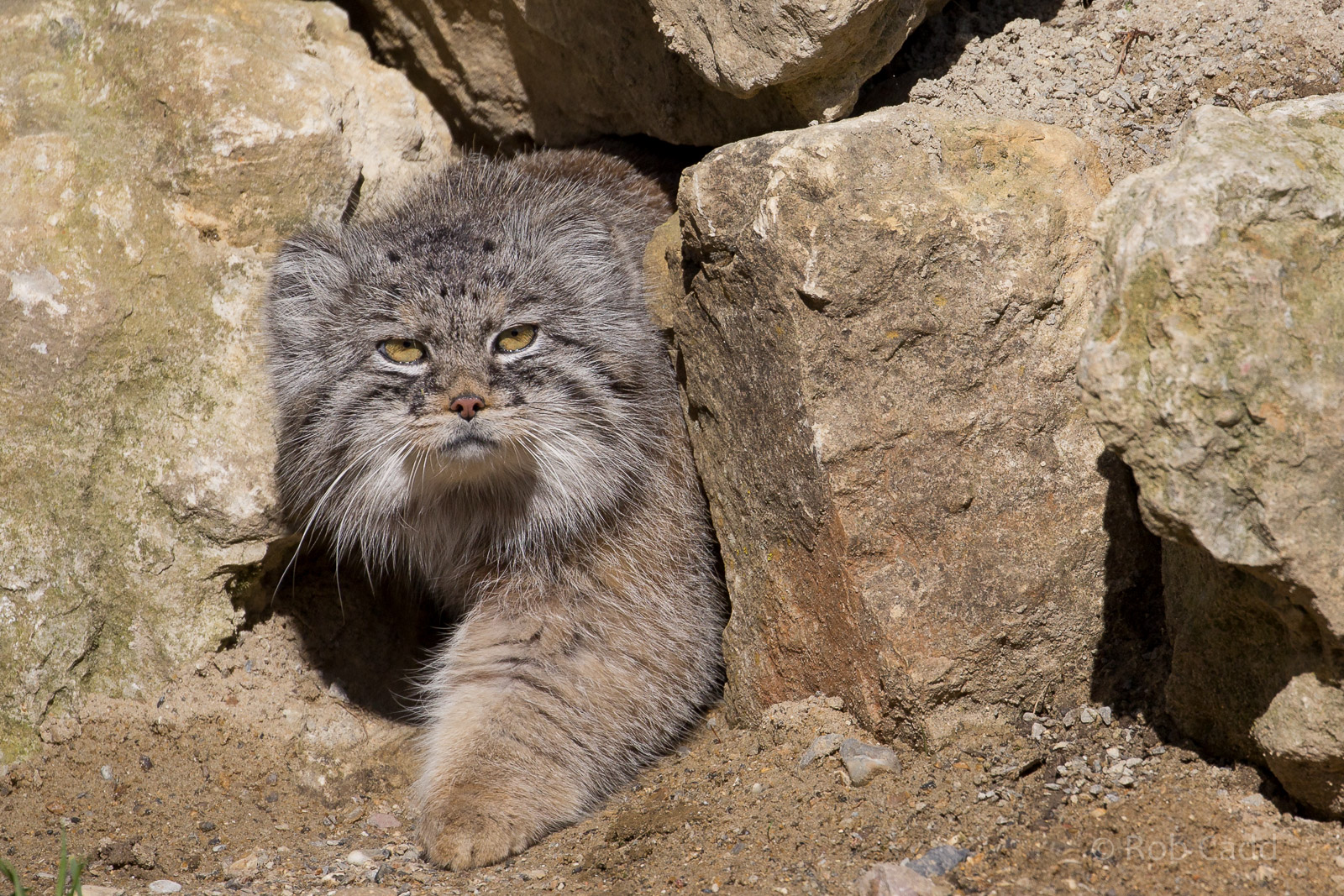 Pallas cat : Port Lympne : 30 Mar 2015