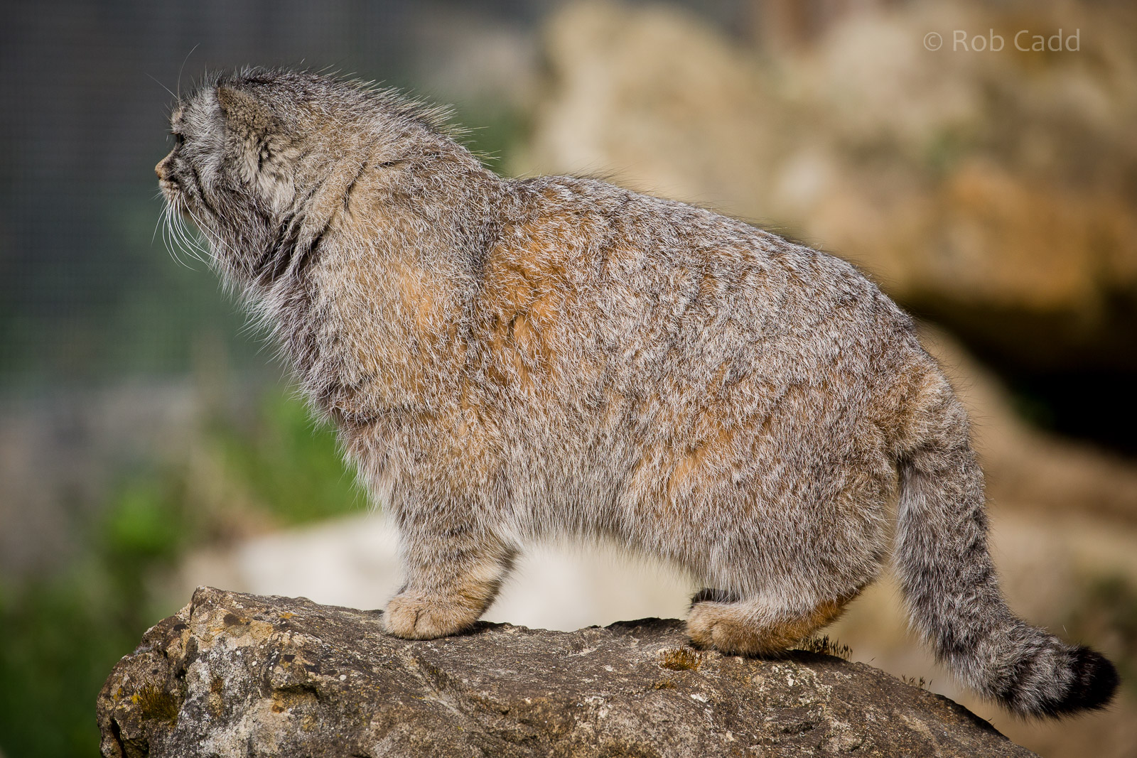 Pallas cat : Port Lympne : 30 Mar 2015
