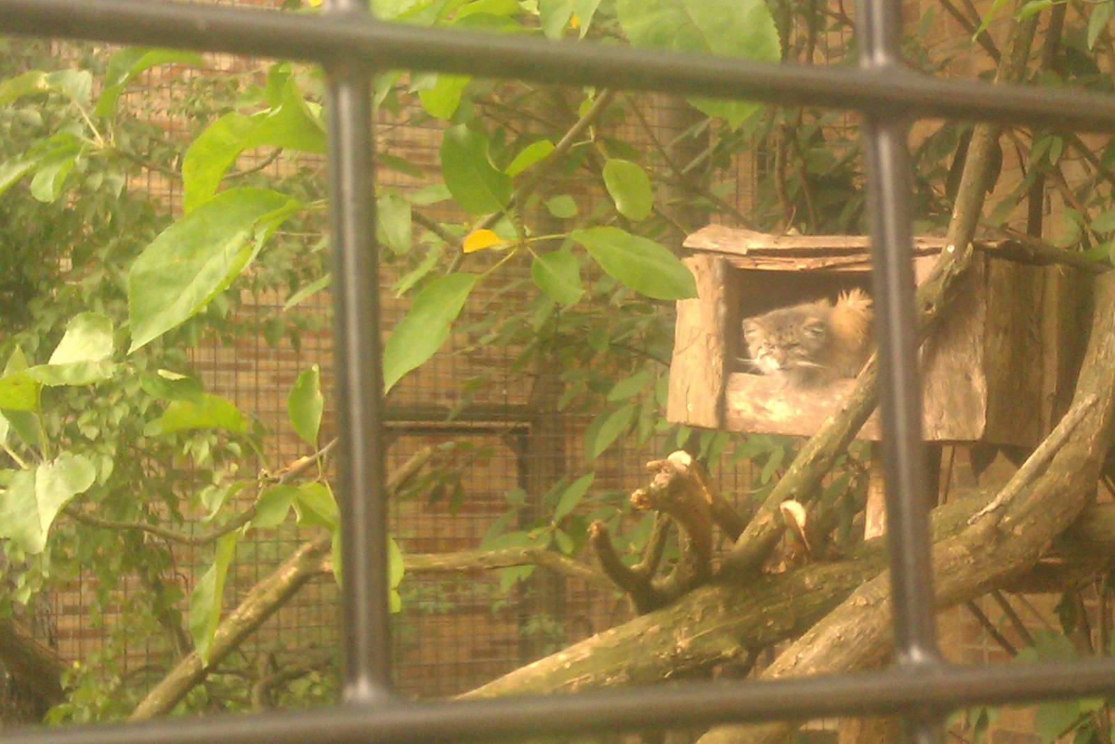 Pallas Cat relaxing in his box