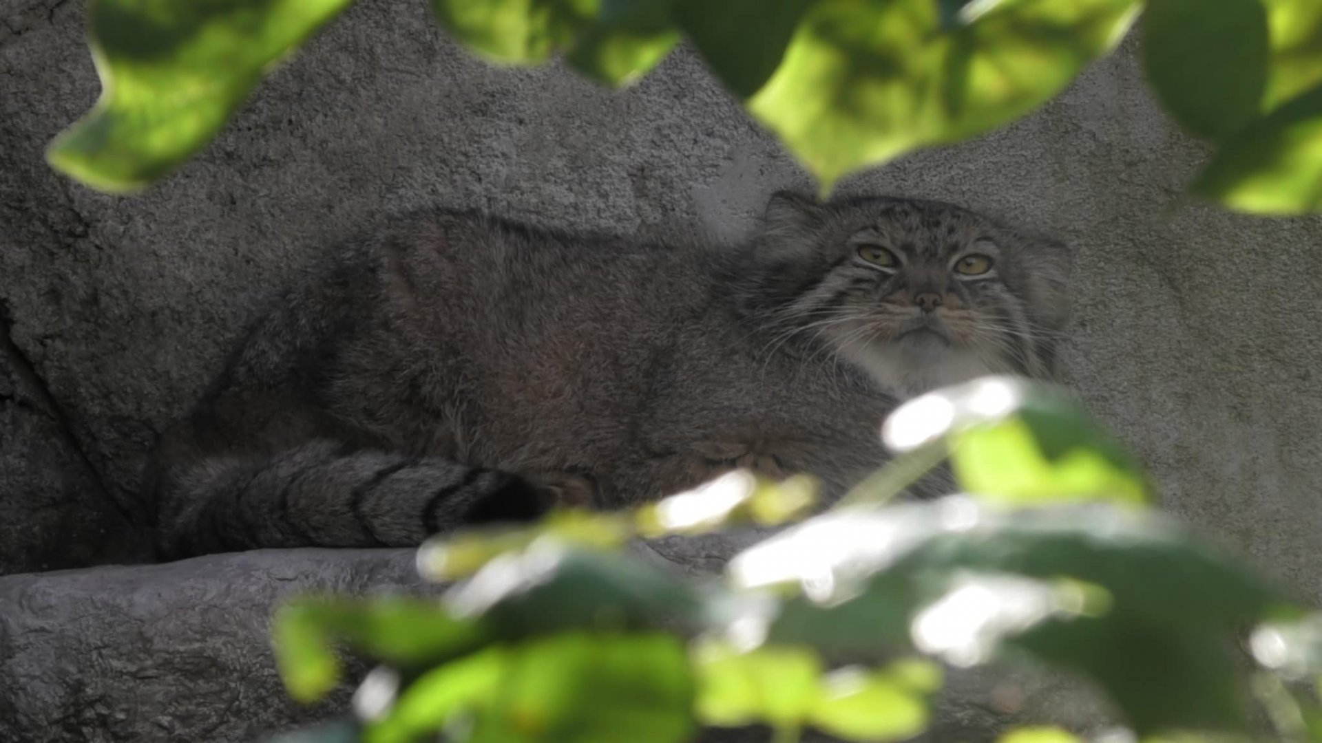 Pallas cat relaxing on a rock ledge