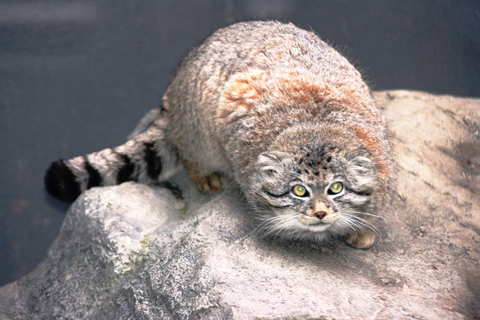 Pallas' cat; Sandwich; 31st March 2010