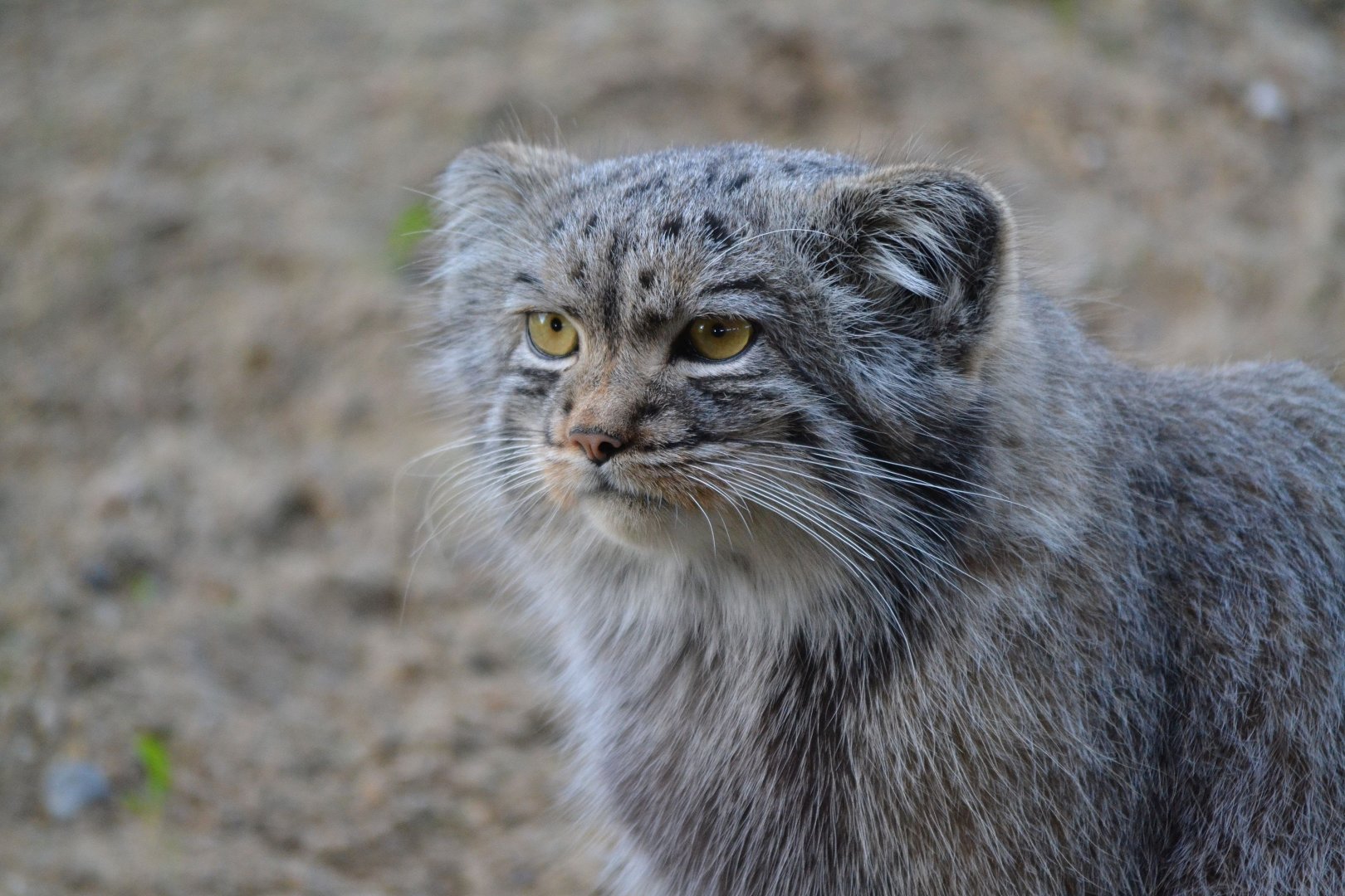Pallas' Cat - September 2016