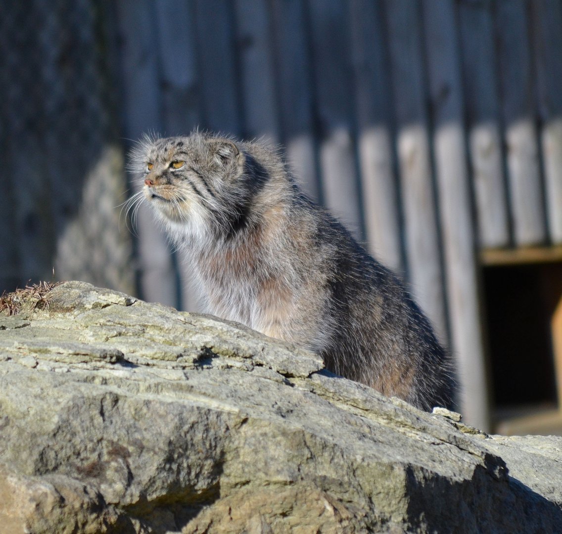 Pallas' Cat - September 2016