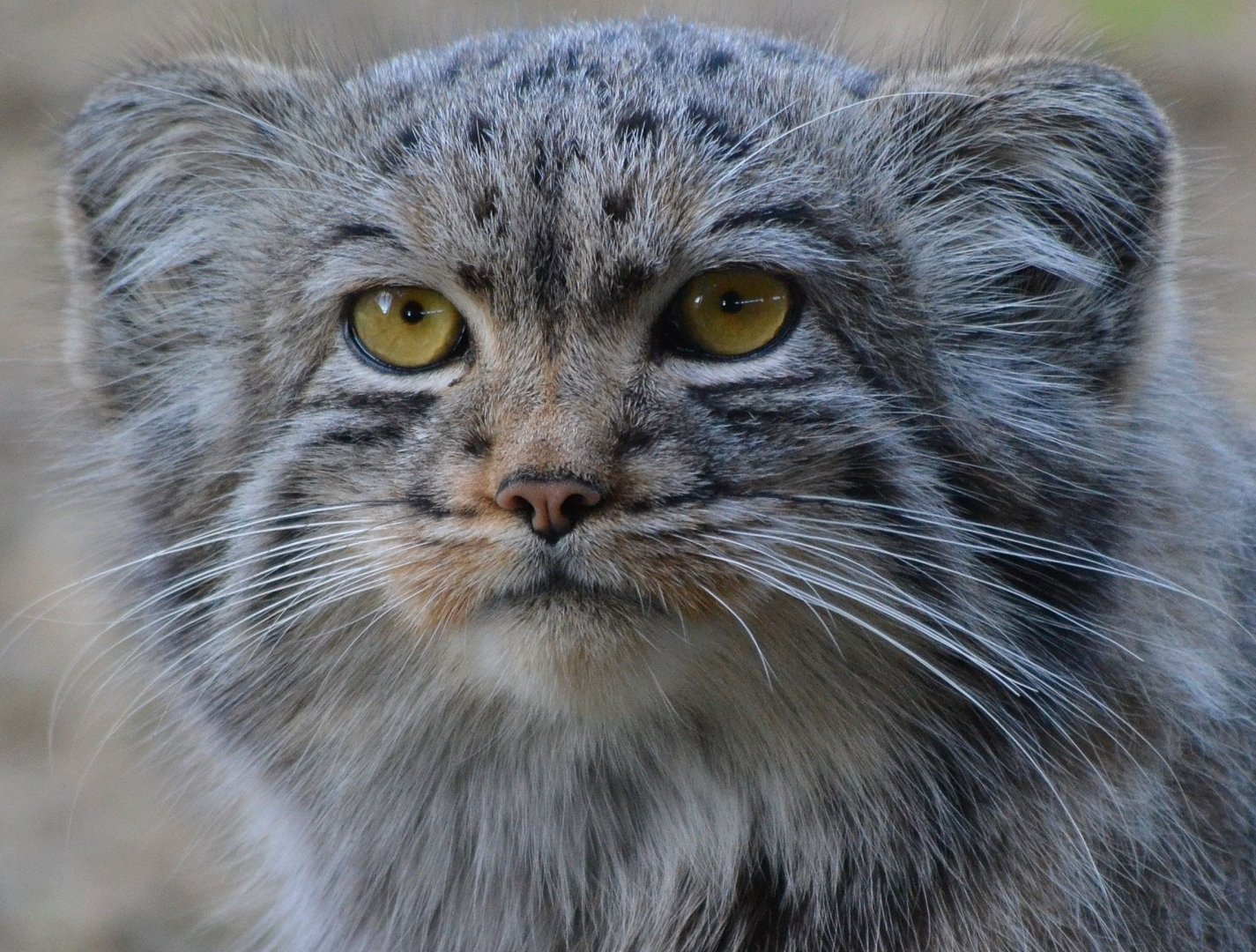 Pallas' Cat - September 2016