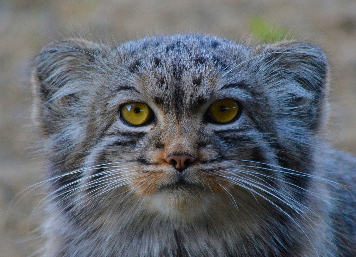 Pallas' Cat - September 2016