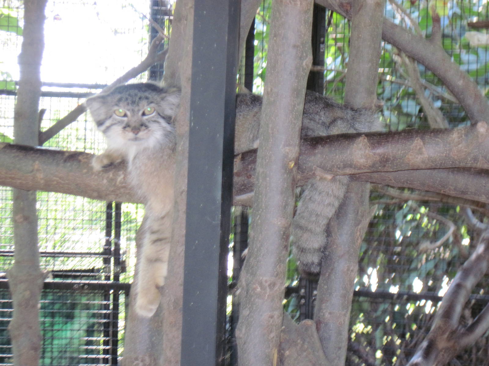 Pallas Cat