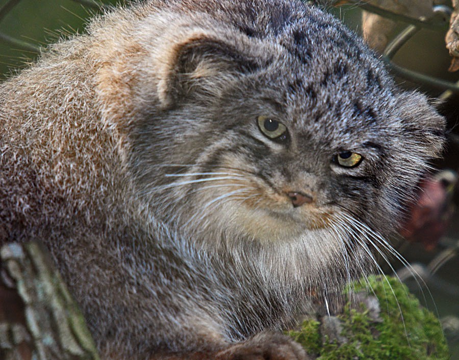 Pallas Cat
