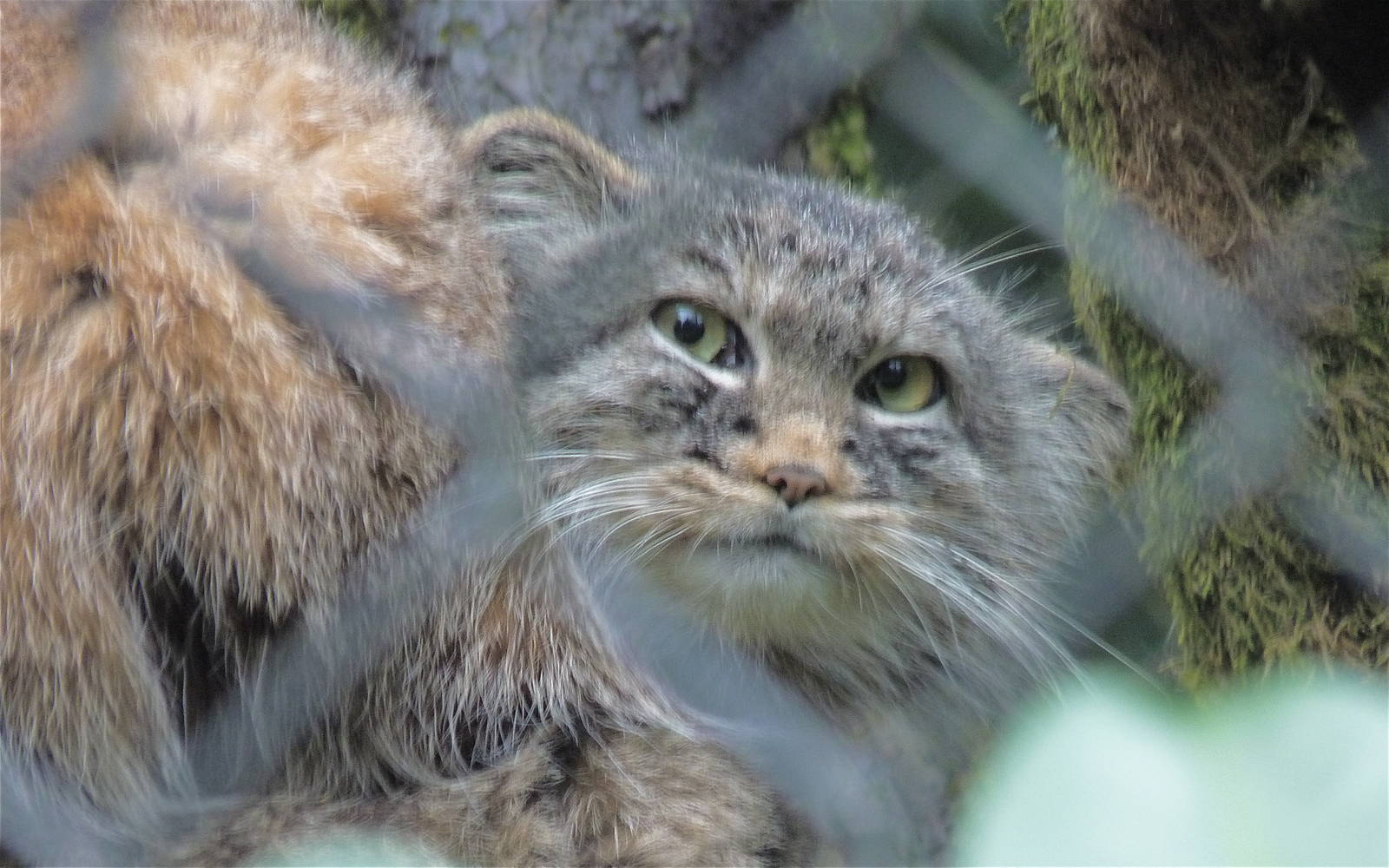 Pallas Cat