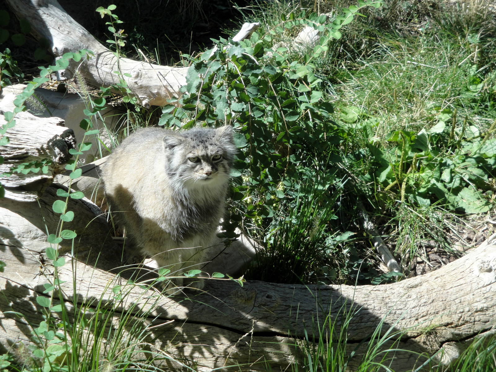 Pallas Cat