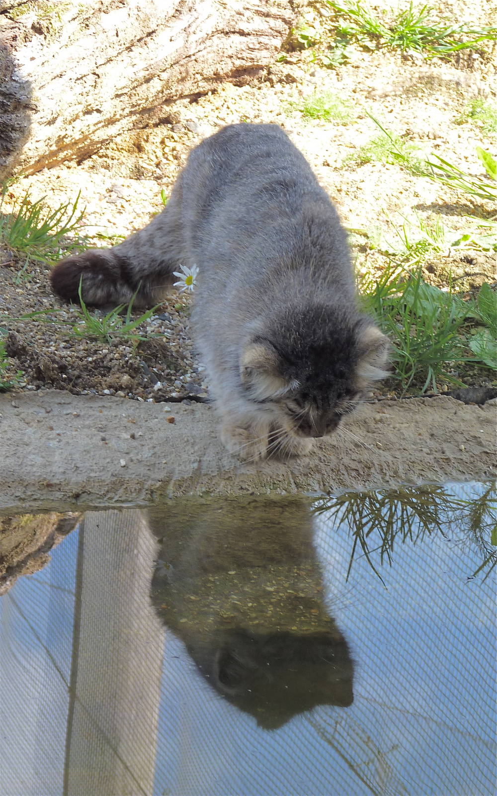 Pallas Cat
