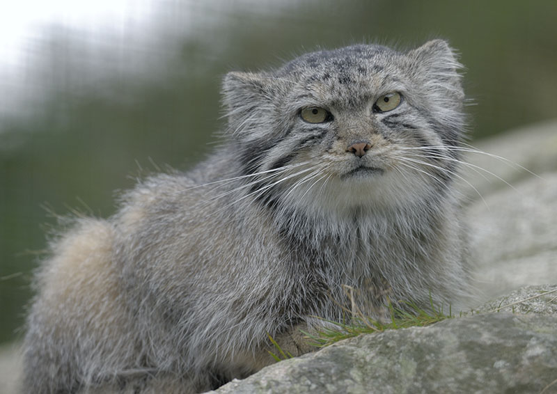 Pallas cat